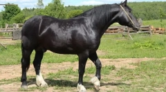 Vladimirskaya heavword horse